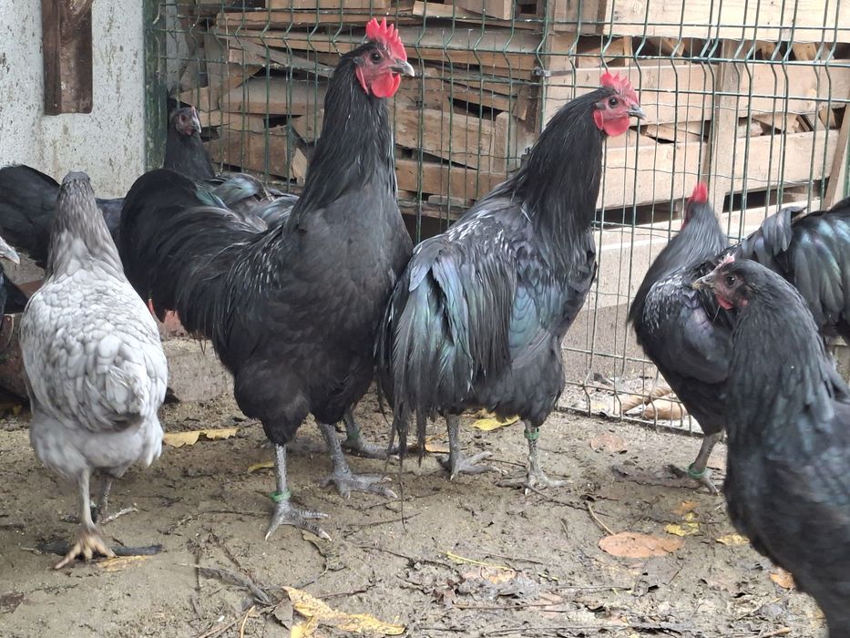 Cocoși Australorp
