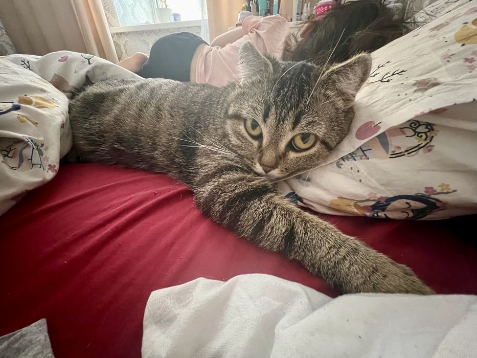 Отдам кошку в хорошие руки