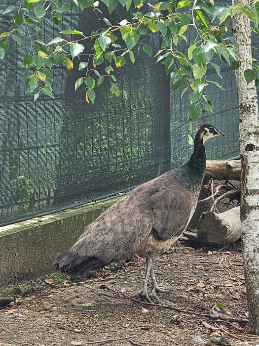 Vand o familie pauni