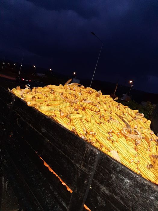 Porumb stiulete 2025