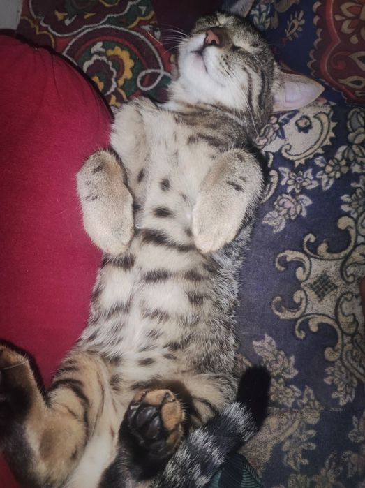 Mushuk sotiladi Yoshi 1 da