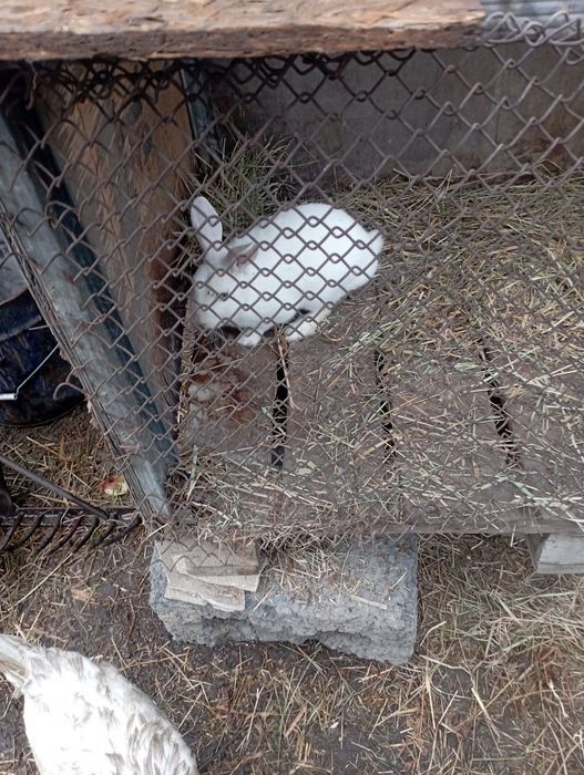 Продам кролика декоративные ручной