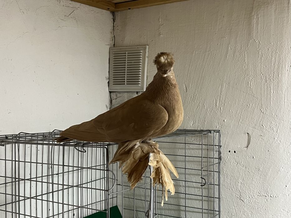 Сатылады кептер продам голубя