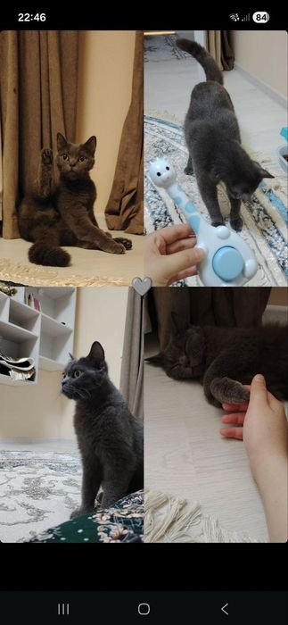 Mushuk sotiladi (Britan) Bitirish Shorthair blue