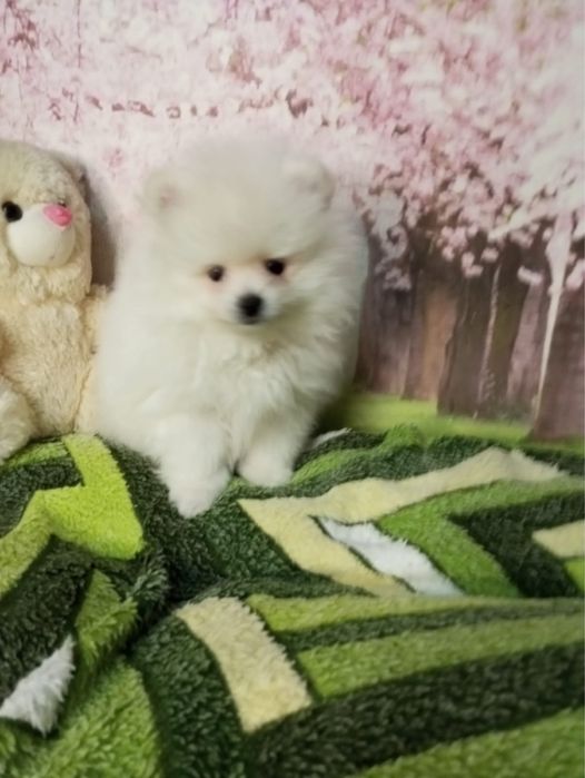 Щенки померанского шпитца