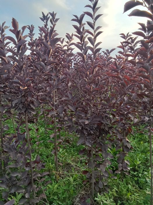 Черемуха красная