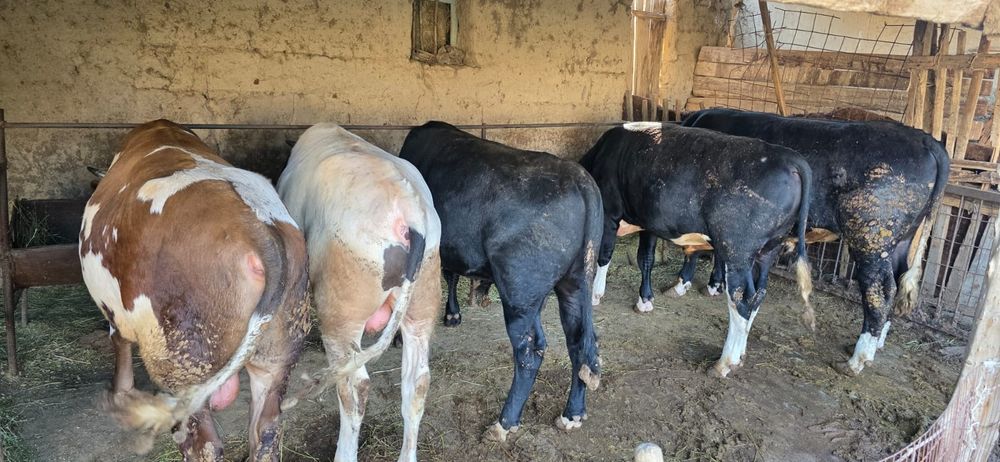 8 бас бука сатылады бордакы