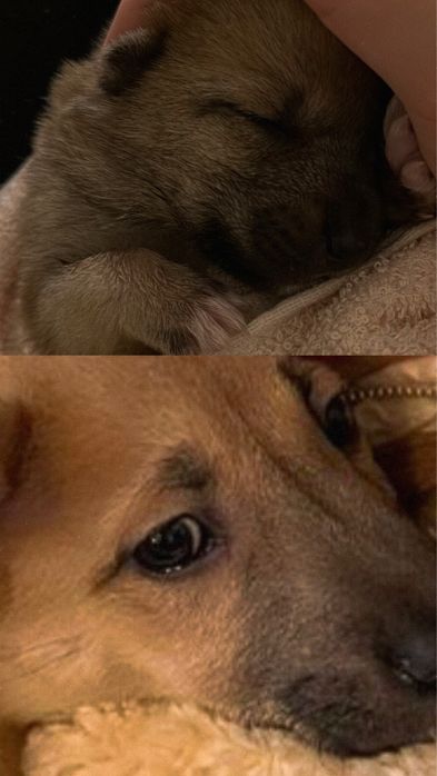 Отдам рыжего щенка