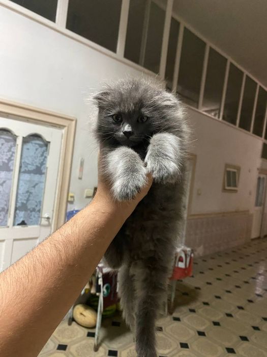 Британский мушукча сотилади