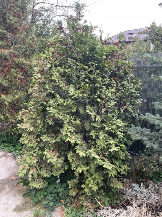 Туи брабант, туи смарагд продам дешево