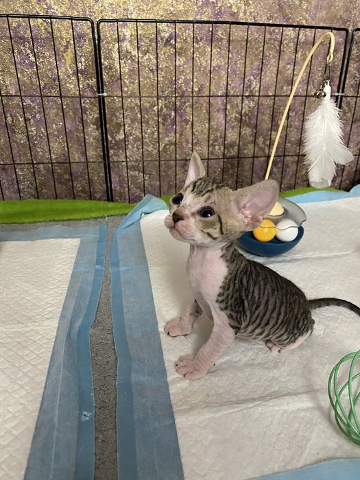 Малышка Донской сфинкс