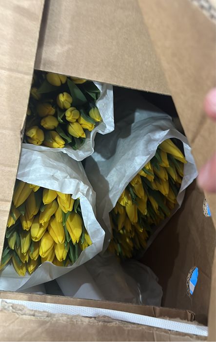 Тюльпаны оптом голандия