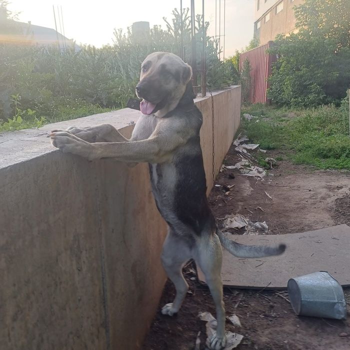 Продам алабай сучка гуляет течка