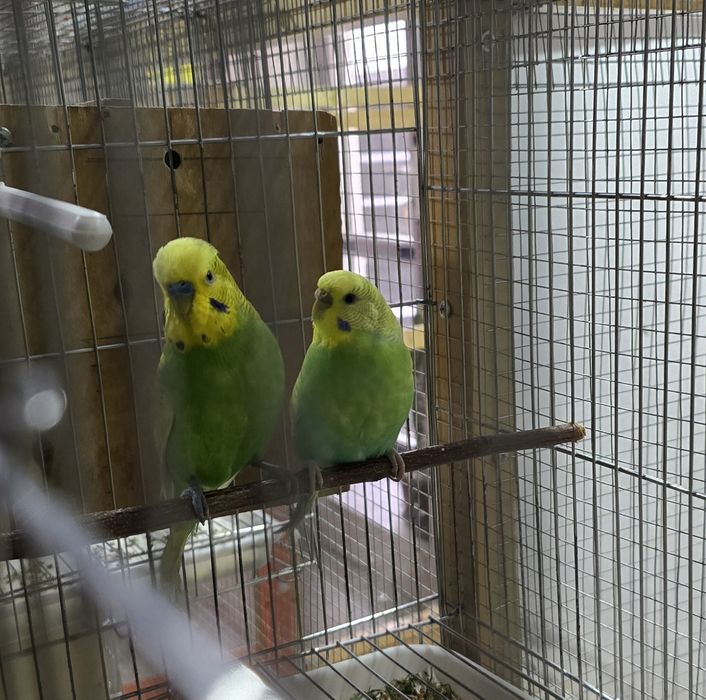 Продаётся радужный попугай