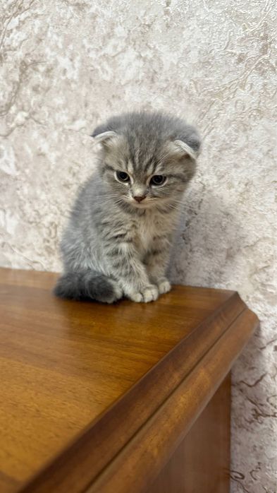 Котенок Scotish Fold