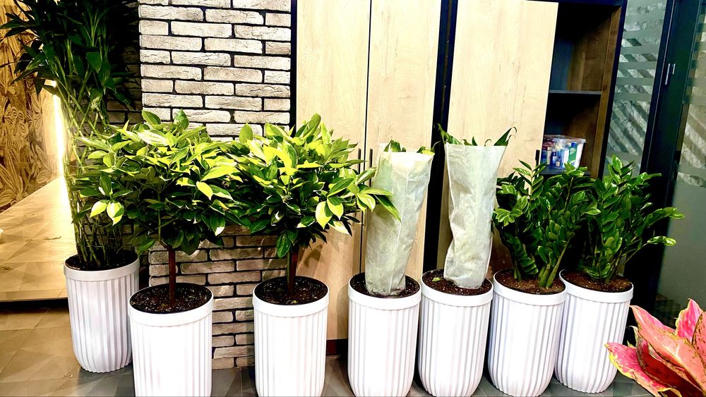 Gullar, Гуллар, Гул, Цветы, Цветок, Растения, Озеленения