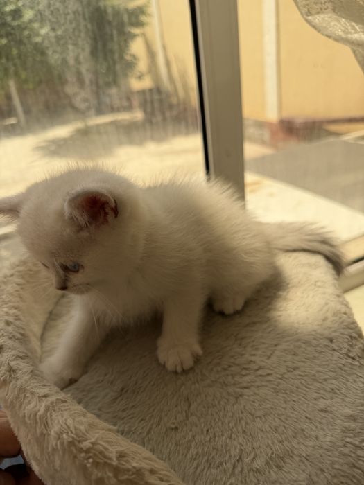 Продается британка шиншилла