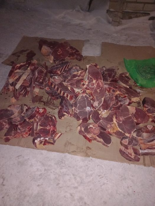 Продам мясо конины молодняк