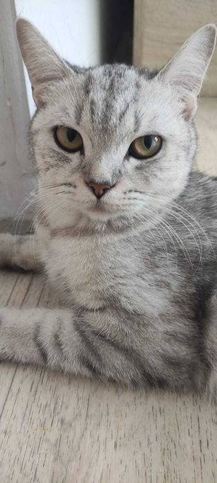 Продам котят. Пародистые