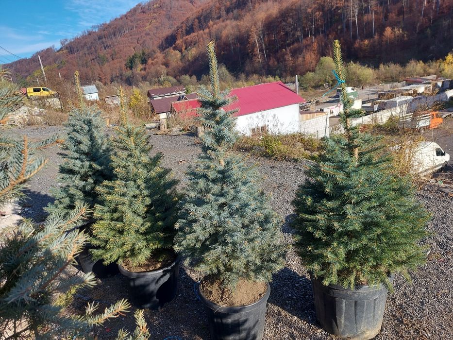 Brazi arginti  și verzi