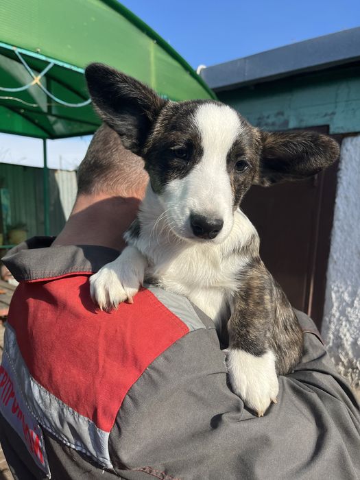 Вельш корги кардиган