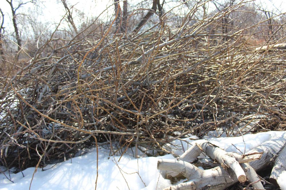 Крупные ветки ореха на дрова на тандыр