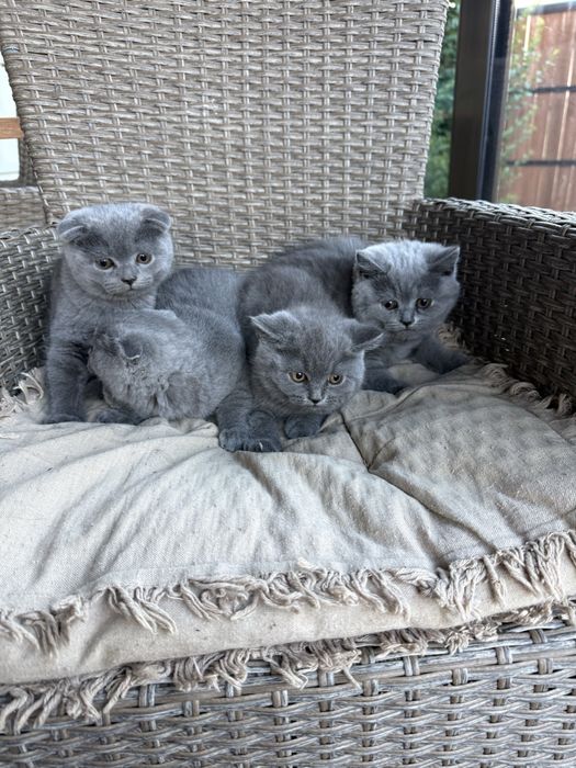 Котенца Шотландски късокосмести