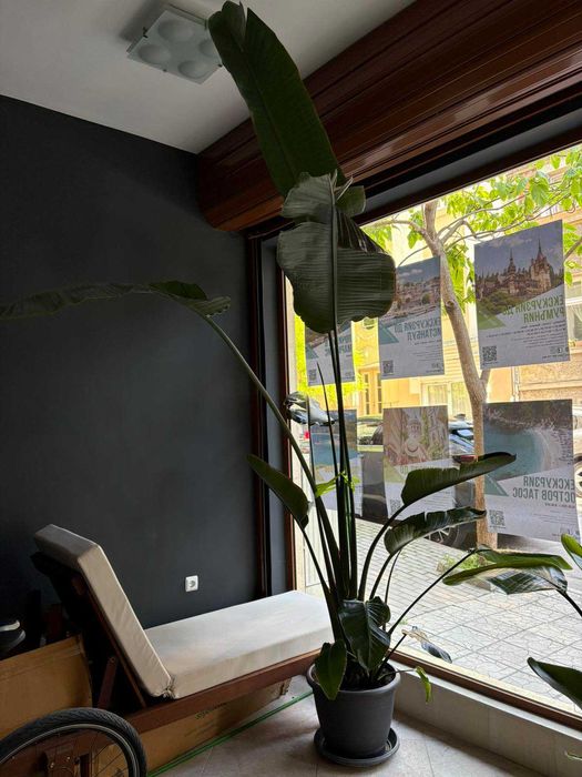 Стрелиция 3 метра