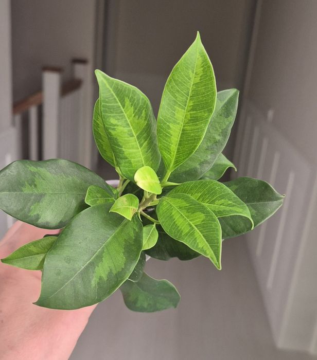 Фикусы разных сортов