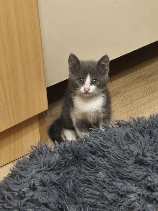 Подарявам малко котенце