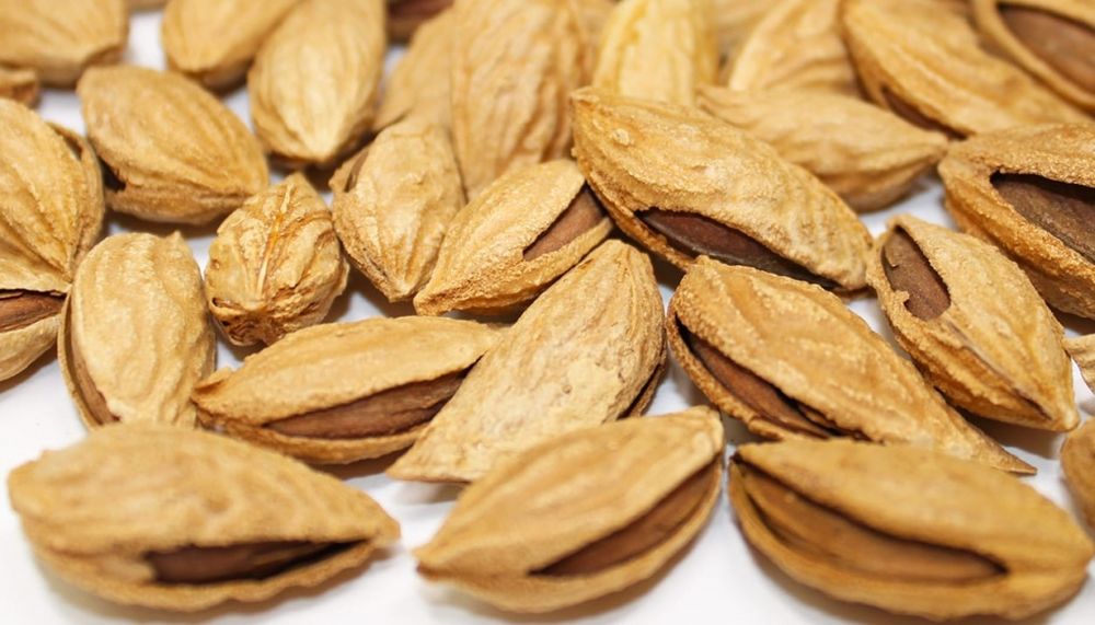 Бодом кучатлар килич ва олтиарик навли.