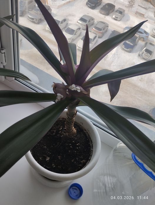 Отдаю цветы пальмы красивые