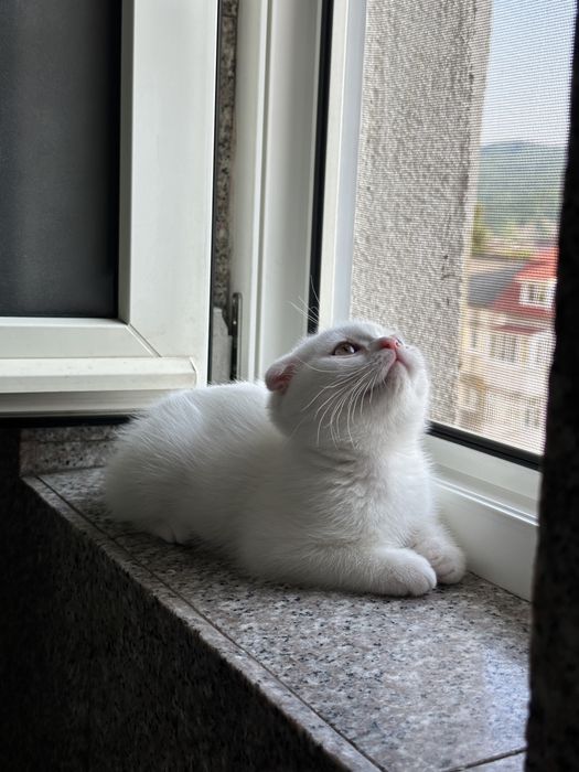 Scottish Fold alb