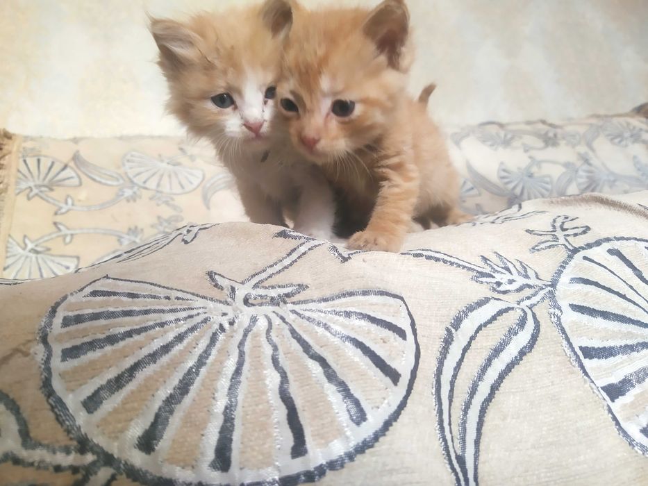 Продается котята бесплатно на хороших рук