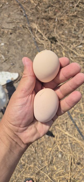 Яйцо на инкубатор