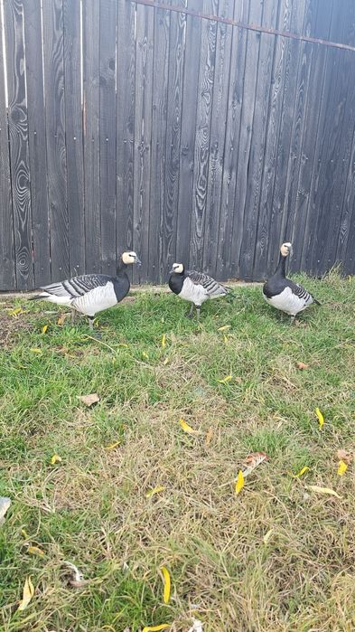 Femelă gasca călugăr