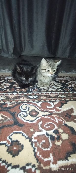 Отдаю в хорошие руки