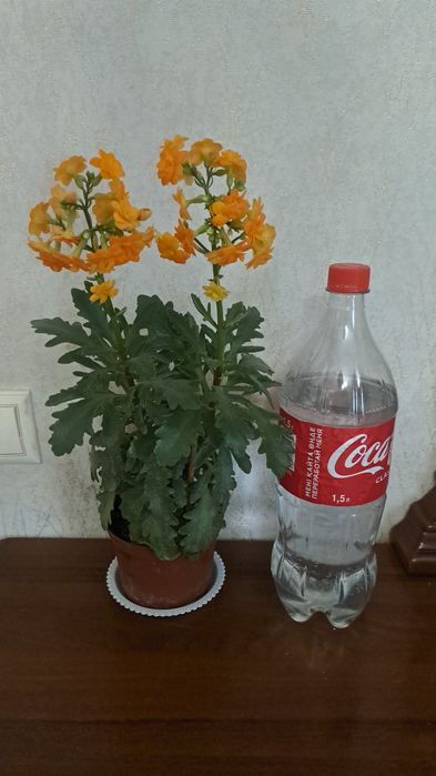 Цветы  комнатные