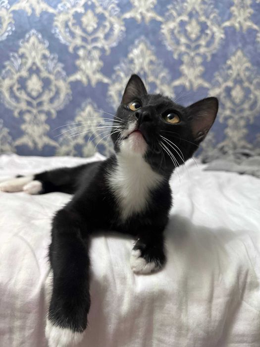 котенок в добрые руки