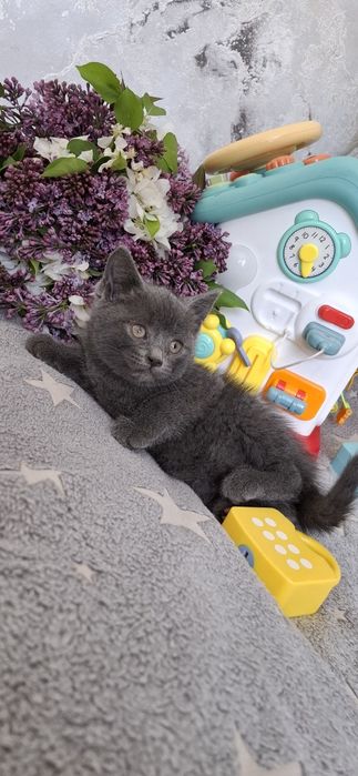Британский котёнок