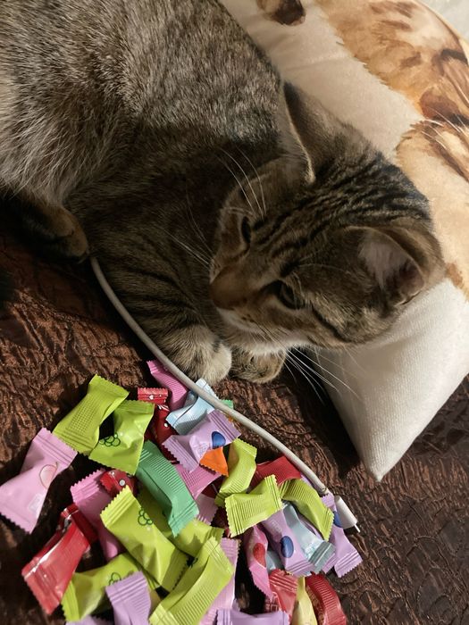 пропал кот,имя тэнни,бостандыкский район