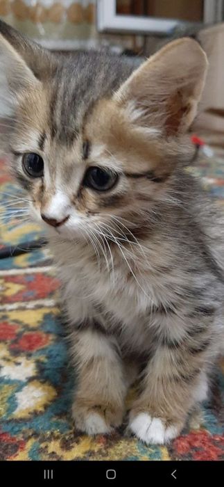 Скотиш  страйт мушук