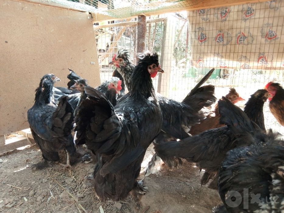 Brama,qora shag'zoda, yapon jo'jalar