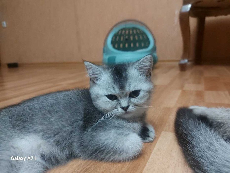 Продаётся котята!!Shinshilla mushuklar sotiladi!!!