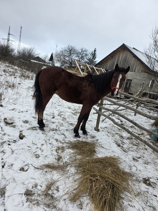 Iapa de 4 ani  gestanta , si mânz de 2 ani de  vanazare