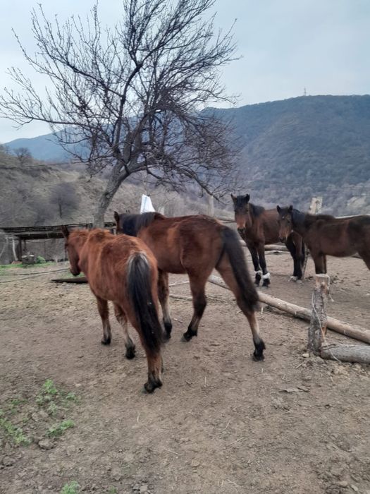 Продам лошадей