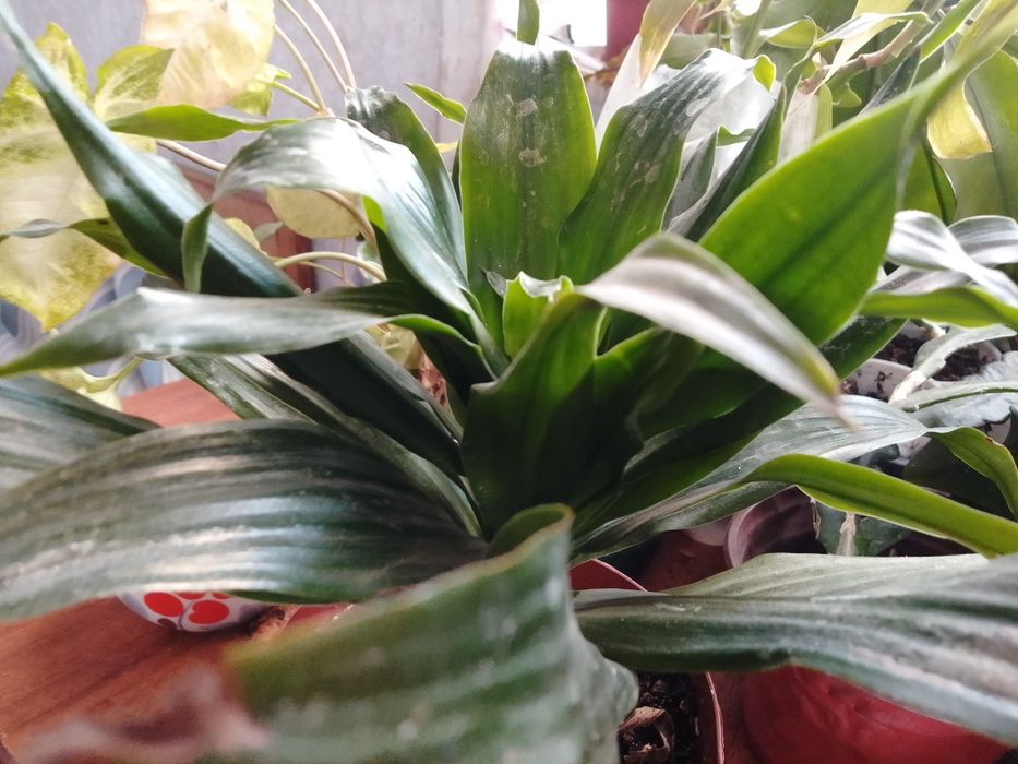 Цветок Аспидистро