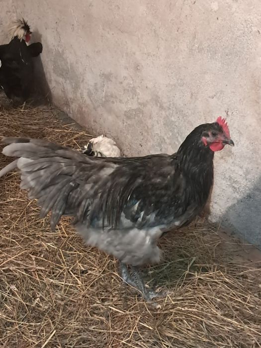 Australorp cocos