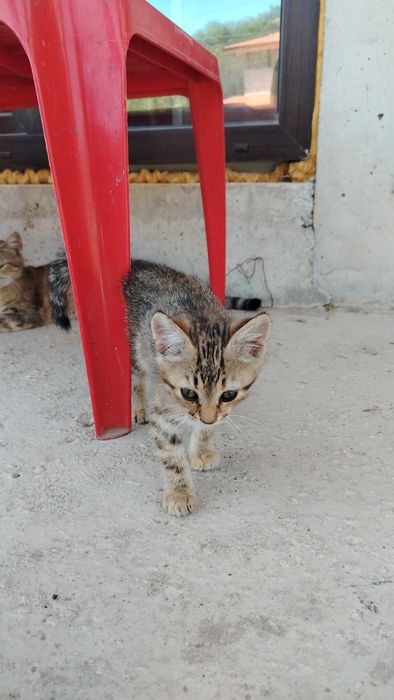 Подарява Котенца