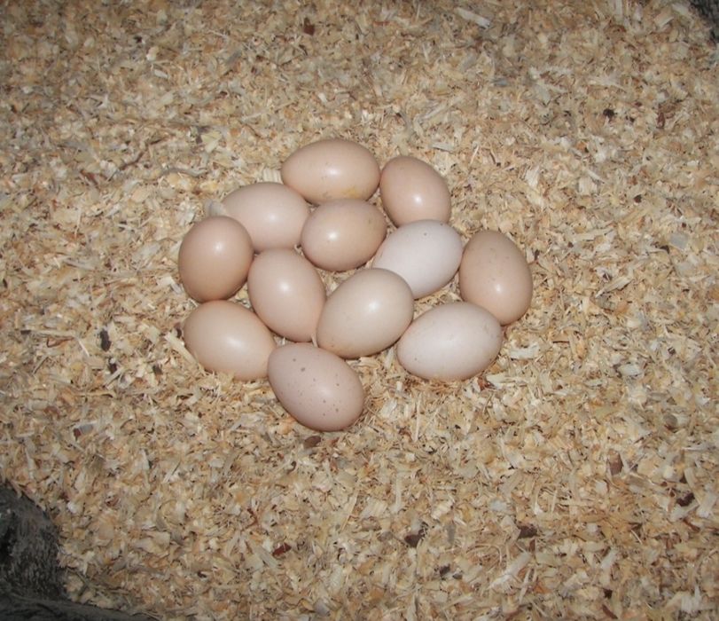 Яйца от Ливенска Пъстра кокошка